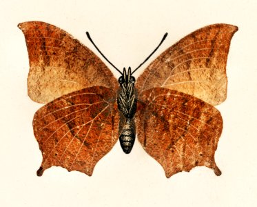 Tropical Leafwing (Paphia Troglodyta) from Moths and butterflies of the United States (1900) by Sherman F. Denton (1856-1937). Digitally enhanced from our own publication.