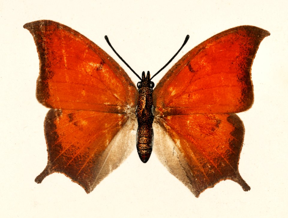 Tropical Leafwing (Paphia Troglodyta) from Moths and butterflies of the United States (1900) by Sherman F. Denton (1856-1937). Digitally enhanced from our own publication.