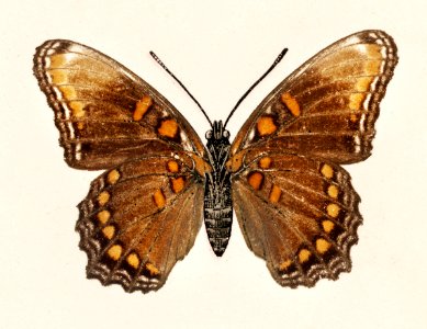 Red-spotted Purple (Limenitis Ursula) from Moths and butterflies of the United States (1900) by Sherman F. Denton (1856-1937). Digitally enhanced from our own publication.