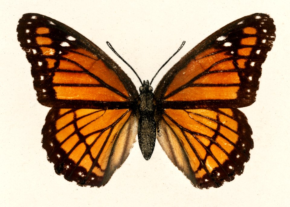 Viceroy (Limenitis Disippus) from Moths and butterflies of the United States (1900) by Sherman F. Denton (1856-1937). Digitally enhanced from our own publication.
