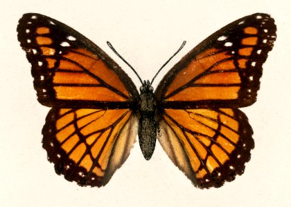Viceroy (Limenitis Disippus) from Moths and butterflies of the United States (1900) by Sherman F. Denton (1856-1937). Digitally enhanced from our own publication.