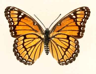 Viceroy (Limenitis Disippus) from Moths and butterflies of the United States (1900) by Sherman F. Denton (1856-1937). Digitally enhanced from our own publication.