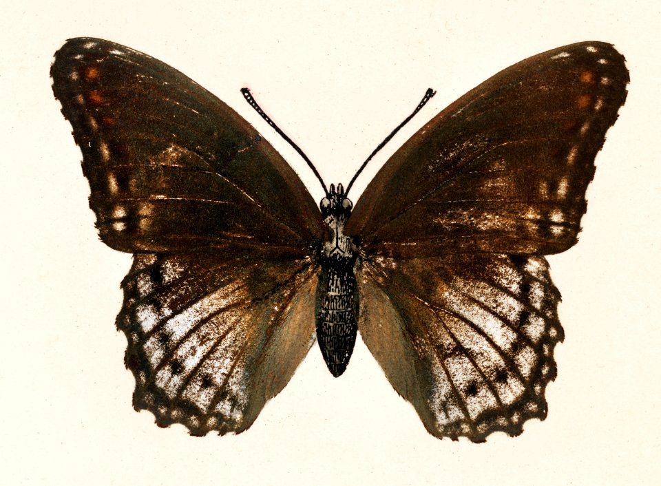Red-spotted Purple (Limenitis Ursula) from Moths and butterflies of the United States (1900) by Sherman F. Denton (1856-1937). Digitally enhanced from our own publication.