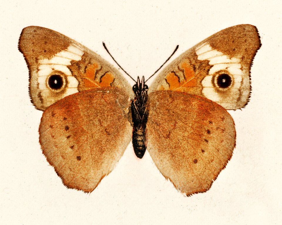 Buckeye (Junonia Coenia) from Moths and butterflies of the United States (1900) by Sherman F. Denton (1856-1937). Digitally enhanced from our own publication.