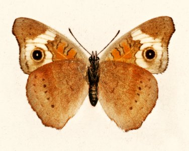 Buckeye (Junonia Coenia) from Moths and butterflies of the United States (1900) by Sherman F. Denton (1856-1937). Digitally enhanced from our own publication.