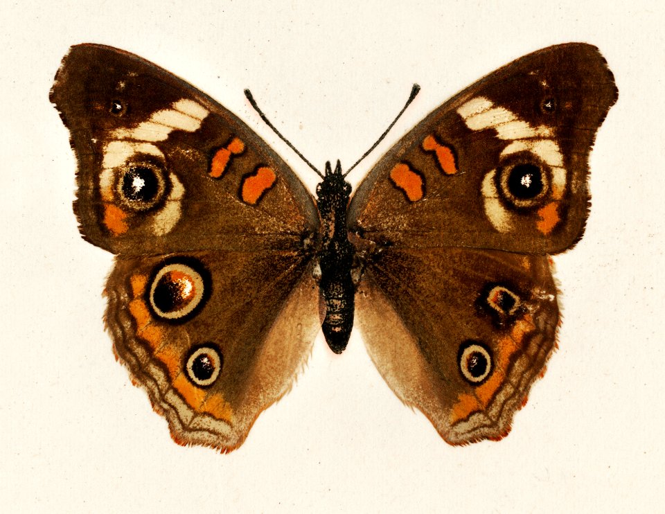 Buckeye (Junonia Coenia) from Moths and butterflies of the United States (1900) by Sherman F. Denton (1856-1937). Digitally enhanced from our own publication.