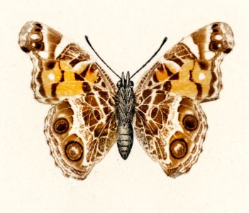 Pyrameis Huntera (Brazilian painted lady) from Moths and butterflies of the United States (1900) by Sherman F. Denton (1856-1937). Digitally enhanced from our own publication.. Free illustration for personal and commercial use.