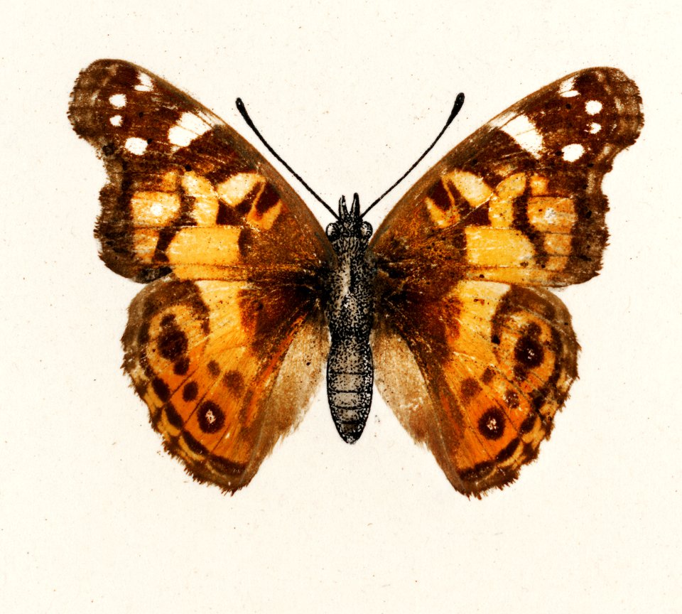 Pyrameis Huntera (Brazilian painted lady) from Moths and butterflies of the United States (1900) by Sherman F. Denton (1856-1937). Digitally enhanced from our own publication.