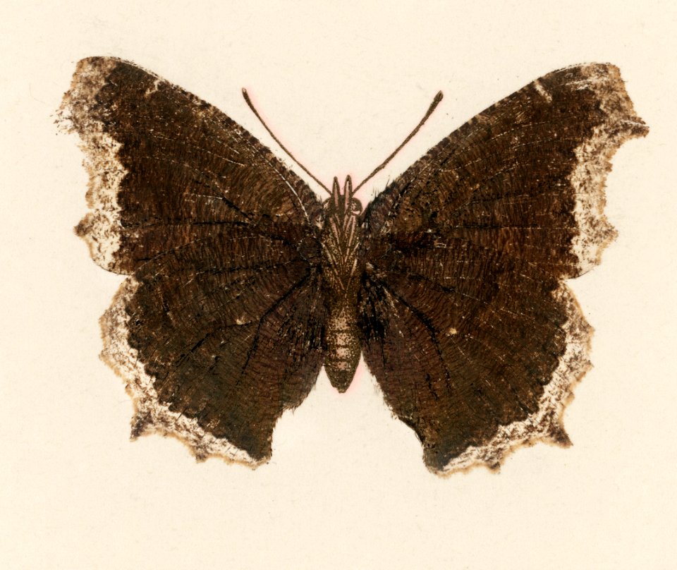 Mourning Cloak (Vanessa Antiopa) from Moths and butterflies of the United States (1900) by Sherman F. Denton (1856-1937). Digitally enhanced from our own publication.