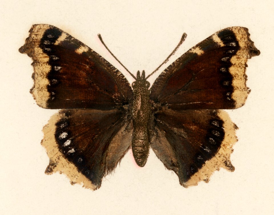Mourning Cloak (Vanessa Antiopa) from Moths and butterflies of the United States (1900) by Sherman F. Denton (1856-1937). Digitally enhanced from our own publication.