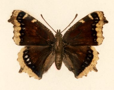 Mourning Cloak (Vanessa Antiopa) from Moths and butterflies of the United States (1900) by Sherman F. Denton (1856-1937). Digitally enhanced from our own publication.