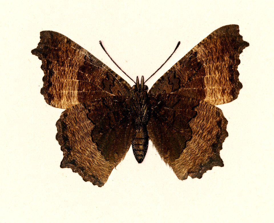 Fire-rim Tortoiseshell (Vanessa Milberti) from Moths and butterflies of the United States (1900) by Sherman F. Denton (1856-1937). Digitally enhanced from our own publication.