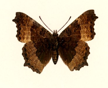 Fire-rim Tortoiseshell (Vanessa Milberti) from Moths and butterflies of the United States (1900) by Sherman F. Denton (1856-1937). Digitally enhanced from our own publication.. Free illustration for personal and commercial use.