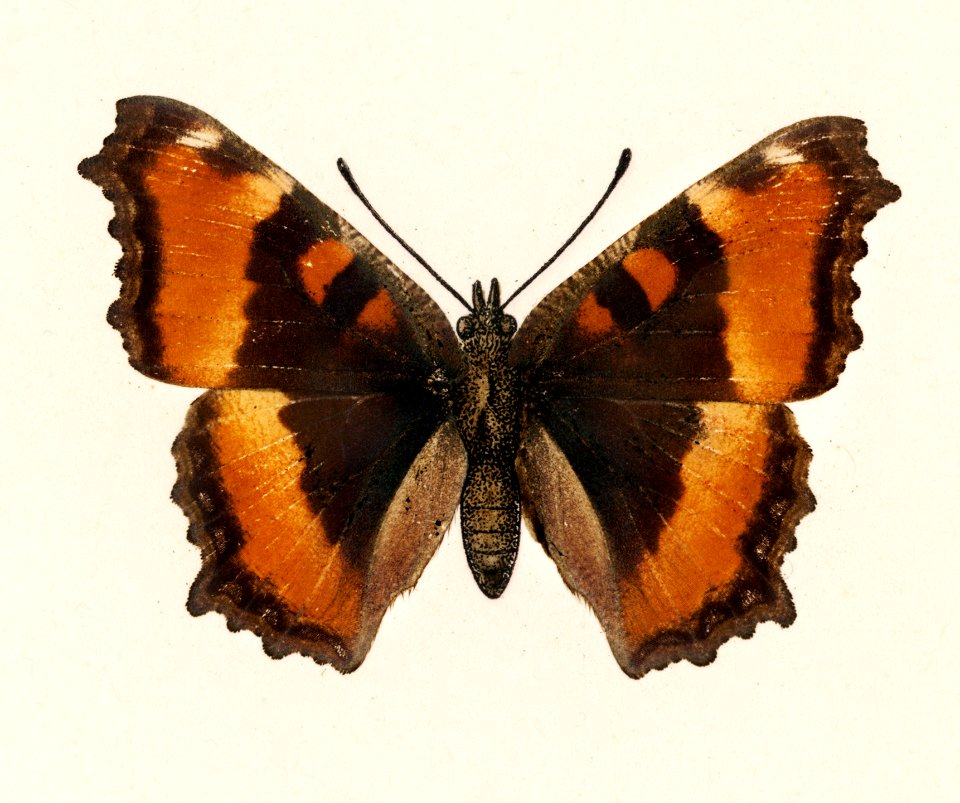 Fire-rim Tortoiseshell (Vanessa Milberti) from Moths and butterflies of the United States (1900) by Sherman F. Denton (1856-1937). Digitally enhanced from our own publication.