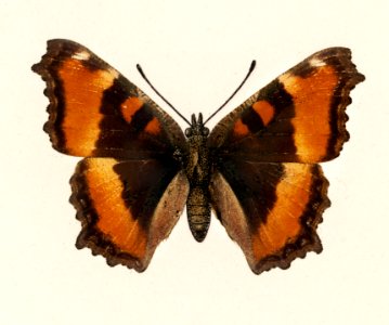 Fire-rim Tortoiseshell (Vanessa Milberti) from Moths and butterflies of the United States (1900) by Sherman F. Denton (1856-1937). Digitally enhanced from our own publication.. Free illustration for personal and commercial use.