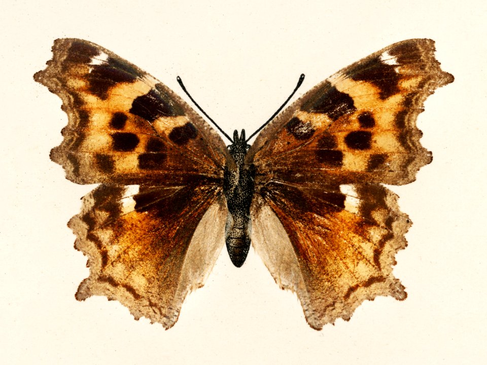 Compton Tortoiseshell (Grapta J-Album) from Moths and butterflies of the United States (1900) by Sherman F. Denton (1856-1937). Digitally enhanced from our own publication.