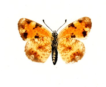 Pearl Crescent (Phyciodes Tharos) from Moths and butterflies of the United States (1900) by Sherman F. Denton (1856-1937). Digitally enhanced from our own publication.. Free illustration for personal and commercial use.