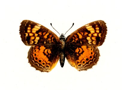 Pearl Crescent (Phyciodes Tharos) from Moths and butterflies of the United States (1900) by Sherman F. Denton (1856-1937). Digitally enhanced from our own publication.. Free illustration for personal and commercial use.
