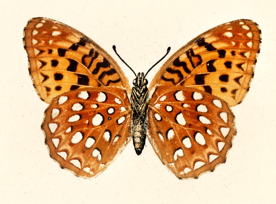 Aphrodite Fritillary (Argynnis Aphrodite) from Moths and butterflies of the United States (1900) by Sherman F. Denton (1856-1937). Digitally enhanced from our own publication.