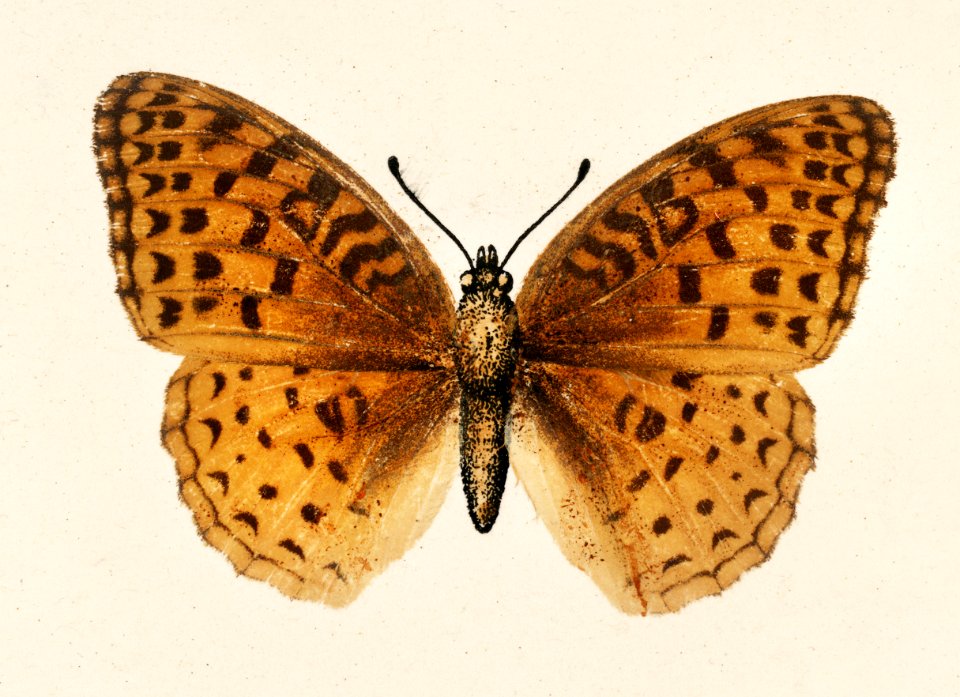 Aphrodite Fritillary (Argynnis Aphrodite) from Moths and butterflies of the United States (1900) by Sherman F. Denton (1856-1937). Digitally enhanced from our own publication.