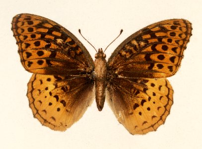 Great Spangled Fritillary (Argynnis Cybele) from Moths and butterflies of the United States (1900) by Sherman F. Denton (1856-1937). Digitally enhanced from our own publication.