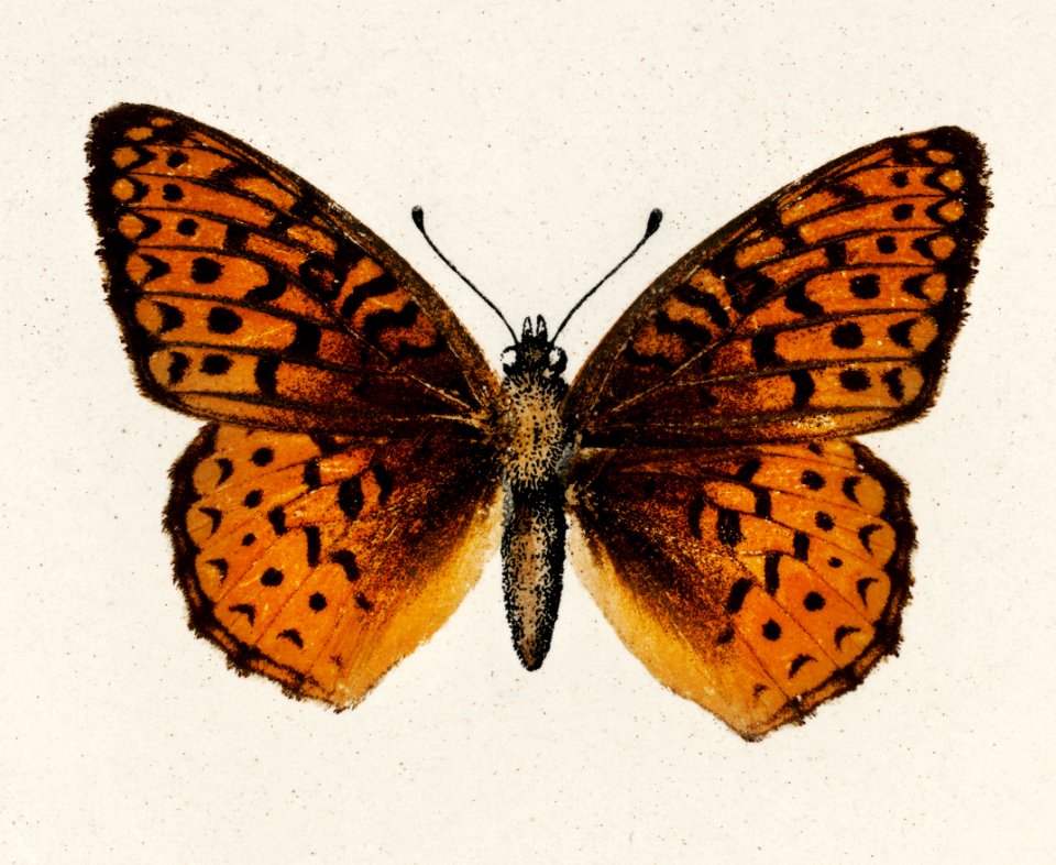 Atlantis Fritillary (Argynnis Atlantis) from Moths and butterflies of the United States (1900) by Sherman F. Denton (1856-1937). Digitally enhanced from our own publication.