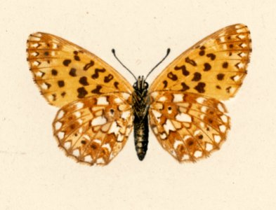 Silver-bordered Fritillary (Argynnis Myrina) from Moths and butterflies of the United States (1900) by Sherman F. Denton (1856-1937). Digitally enhanced from our own publication.