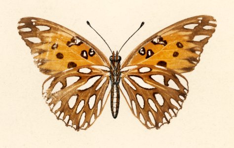 Gulf Fritillary (Agraulis Vanillae) from Moths and butterflies of the United States (1900) by Sherman F. Denton (1856-1937). Digitally enhanced from our own publication.
