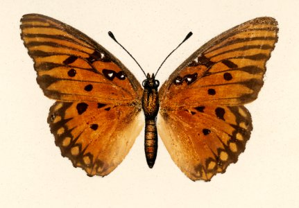 Gulf Fritillary (Agraulis Vanillae) from Moths and butterflies of the United States (1900) by Sherman F. Denton (1856-1937). Digitally enhanced from our own publication.