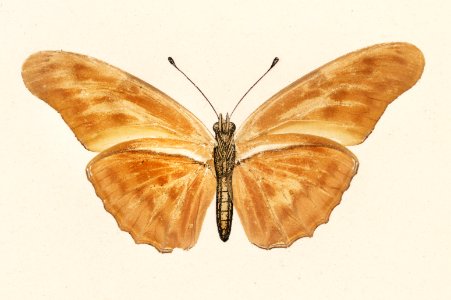 Julia butterfly (Colaenis Julia) from Moths and butterflies of the United States (1900) by Sherman F. Denton (1856-1937). Digitally enhanced from our own publication.