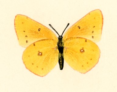 Orange Sulphur (Colias Eurytheme) from Moths and butterflies of the United States (1900) by Sherman F. Denton (1856-1937). Digitally enhanced from our own publication.. Free illustration for personal and commercial use.