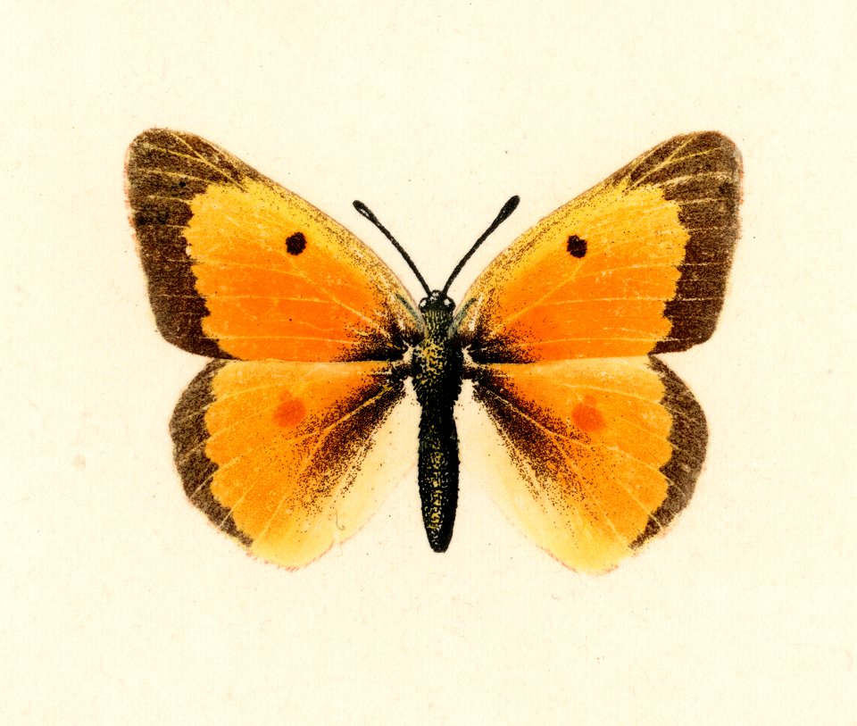 Orange Sulphur (Colias Eurytheme) from Moths and butterflies of the United States (1900) by Sherman F. Denton (1856-1937). Digitally enhanced from our own publication.