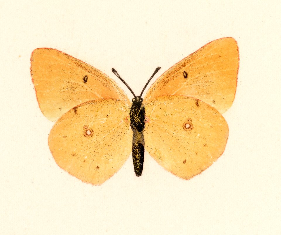 Clouded Sulphur (Colias Philodice) from Moths and butterflies of the United States (1900) by Sherman F. Denton (1856-1937). Digitally enhanced from our own publication.