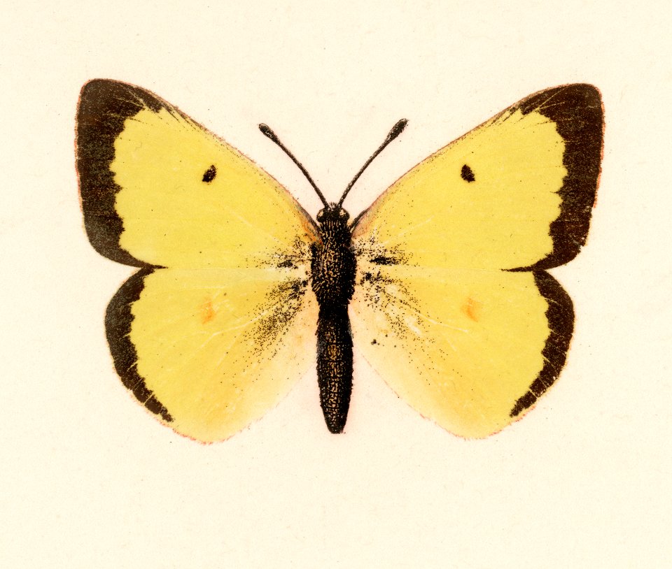 Clouded Sulphur (Colias Philodice) from Moths and butterflies of the United States (1900) by Sherman F. Denton (1856-1937). Digitally enhanced from our own publication.