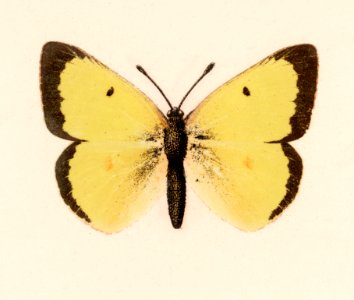 Clouded Sulphur (Colias Philodice) from Moths and butterflies of the United States (1900) by Sherman F. Denton (1856-1937). Digitally enhanced from our own publication.