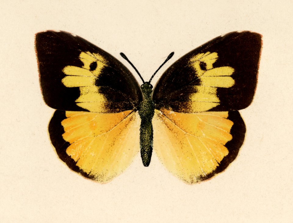 Southern Dogface (Meganostoma Caesonia) from Moths and butterflies of the United States (1900) by Sherman F. Denton (1856-1937). Digitally enhanced from our own publication.