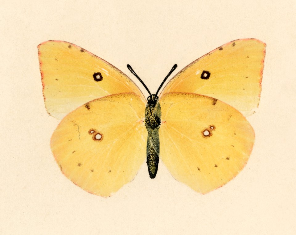 Southern Dogface (Meganostoma Caesonia) from Moths and butterflies of the United States (1900) by Sherman F. Denton (1856-1937). Digitally enhanced from our own publication.