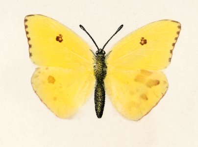 Cloudless Sulphur (Callidryas Eubule) from Moths and butterflies of the United States (1900) by Sherman F. Denton (1856-1937). Digitally enhanced from our own publication.