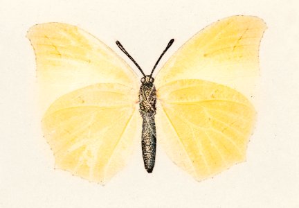 White Angled-sulphur (Gonepteryx Clorinde) from Moths and butterflies of the United States (1900) by Sherman F. Denton (1856-1937). Digitally enhanced from our own publication.