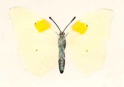 White Angled-sulphur (Gonepteryx Clorinde) from Moths and butterflies of the United States (1900) by Sherman F. Denton (1856-1937). Digitally enhanced from our own publication.