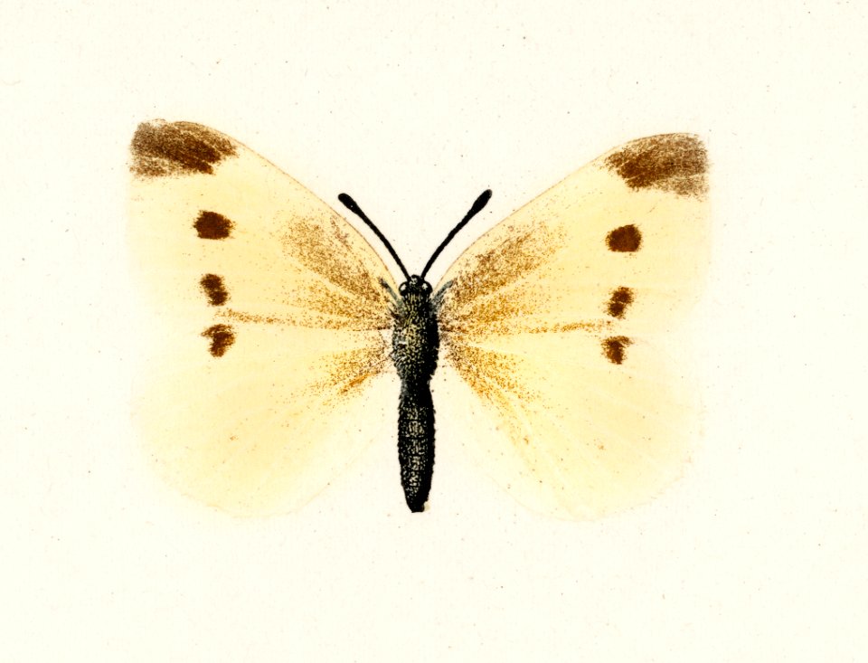Small Cabbage White (Pieris Rapae) from Moths and butterflies of the United States (1900) by Sherman F. Denton (1856-1937). Digitally enhanced from our own publication.