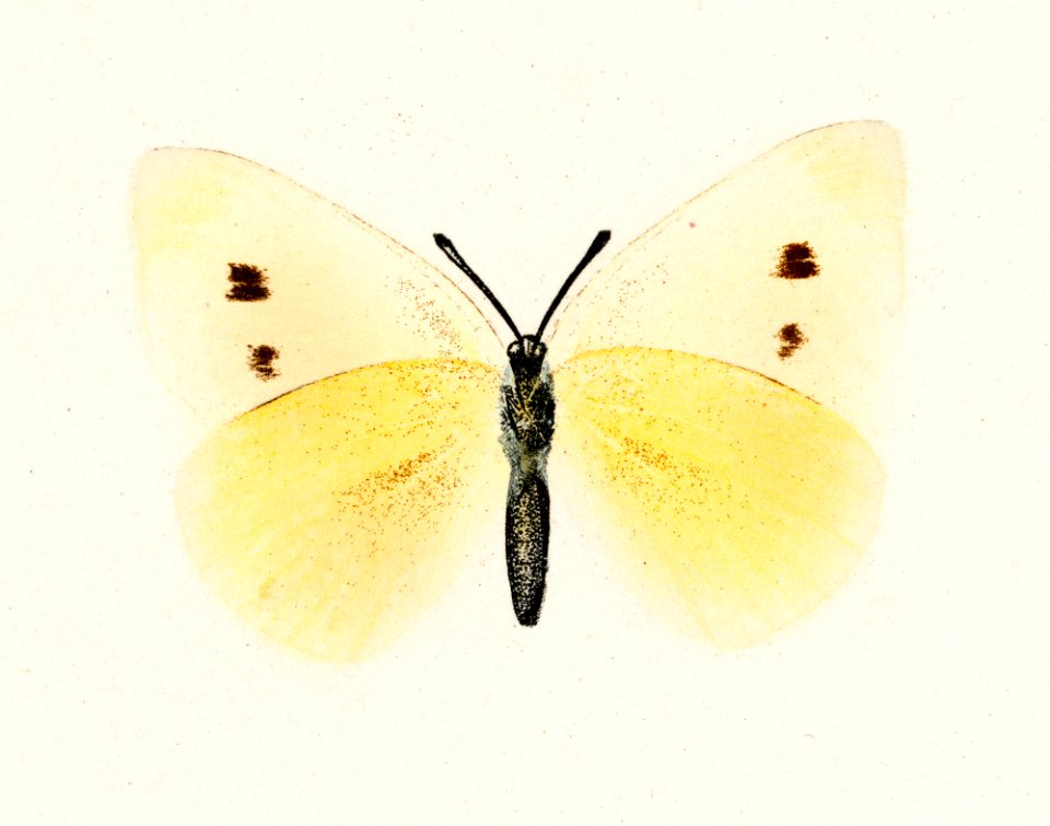 Small Cabbage White (Pieris Rapae) from Moths and butterflies of the United States (1900) by Sherman F. Denton (1856-1937). Digitally enhanced from our own publication.