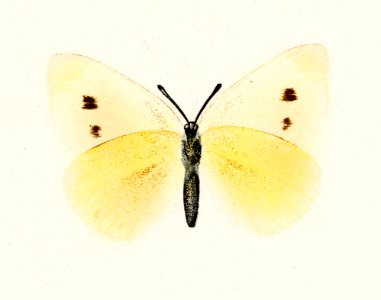 Small Cabbage White (Pieris Rapae) from Moths and butterflies of the United States (1900) by Sherman F. Denton (1856-1937). Digitally enhanced from our own publication.