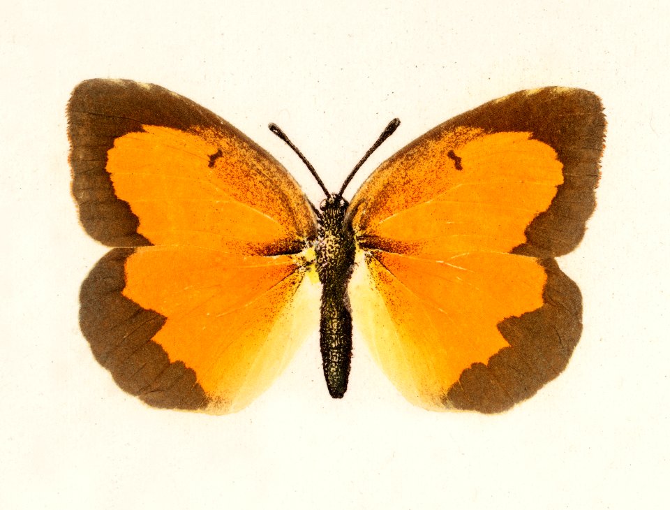 Sleepy Orange (Terias Nicippe) from Moths and butterflies of the United States (1900) by Sherman F. Denton (1856-1937). Digitally enhanced from our own publication.