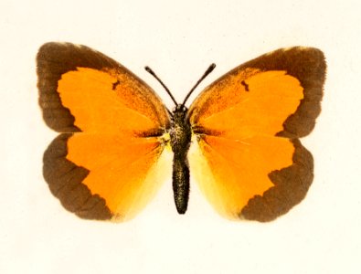 Sleepy Orange (Terias Nicippe) from Moths and butterflies of the United States (1900) by Sherman F. Denton (1856-1937). Digitally enhanced from our own publication.