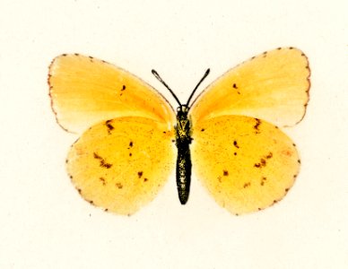 Little Sulphur (Terias Lisa) from Moths and butterflies of the United States (1900) by Sherman F. Denton (1856-1937). Digitally enhanced from our own publication.