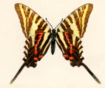 File:Papillotes Révillon en décembre 2023 (2).jpg - Wikimedia Commons