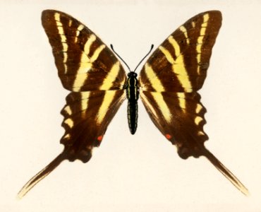 Papilio Ajax from Moths and butterflies of the United States (1900) by Sherman F. Denton (1856-1937). Digitally enhanced from our own publication.