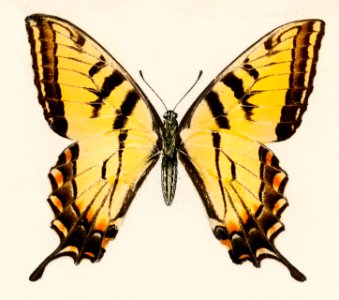 Eastern Tiger Swallowtail (Papilio Turnus) from Moths and butterflies of the United States (1900) by Sherman F. Denton (1856-1937). Digitally enhanced from our own publication.