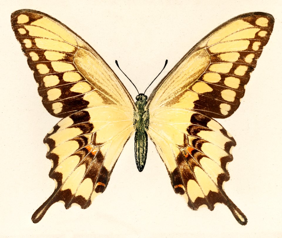 Giant Swallowtail (Papilio Cresphontes) from Moths and butterflies of the United States (1900) by Sherman F. Denton (1856-1937). Digitally enhanced from our own publication.
